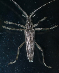 Elytrimitatrix undata