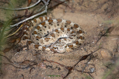 Crotalus cerastes