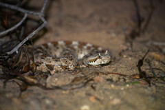 Crotalus cerastes