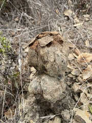 Pisolithus tinctorius