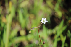 Spergula arvensis