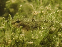 Proterorhinus semilunaris