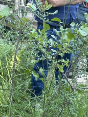 Zanthoxylum hirsutum