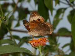 Junonia zonalis