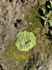 Riccia huebeneriana