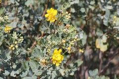 Senna artemisioides alicia