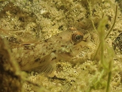 Neogobius melanostomus