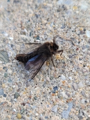 Thyridopteryx ephemeraeformis