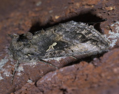 Autographa californica