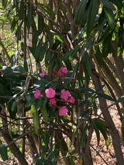 Nerium oleander