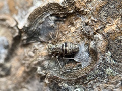 Mesopsocus immunis