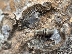 Mesopsocus immunis