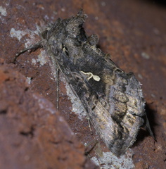 Autographa californica