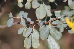Senna artemisioides alicia