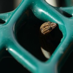 Sphaerodactylus notatus notatus