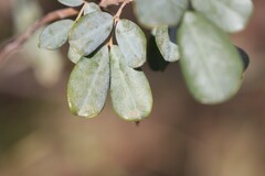 Senna artemisioides alicia
