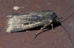 Feltia subterranea