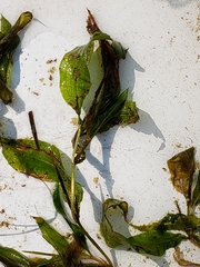 Potamogeton illinoensis