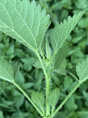 Urtica dioica