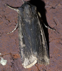 Feltia subterranea