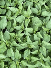 Urtica dioica