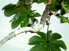 Notharchus tectus subtectus