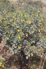 Senna artemisioides alicia