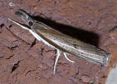 Fissicrambus mutabilis