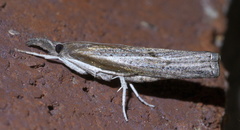 Fissicrambus mutabilis
