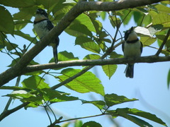 Notharchus tectus subtectus