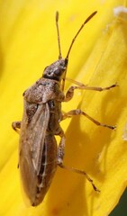 Heteroptera