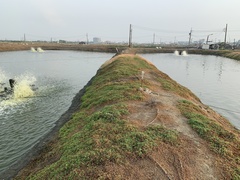 Alternanthera paronychioides