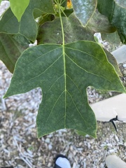 Liriodendron