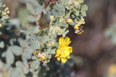 Senna artemisioides alicia