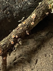 Lachnellula calyciformis