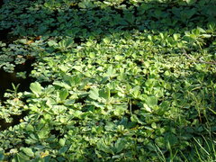 Pistia stratiotes