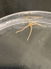 Amphipholis squamata