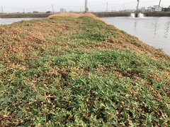 Alternanthera paronychioides