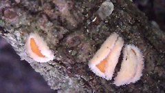 Lachnellula calyciformis