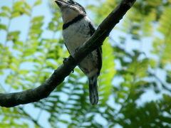 Notharchus tectus subtectus