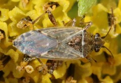 Heteroptera