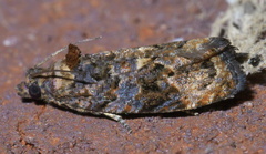 Endothenia hebesana