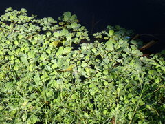 Pistia stratiotes