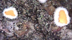 Lachnellula calyciformis