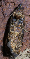 Endothenia hebesana