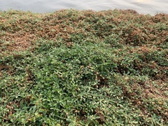 Alternanthera paronychioides