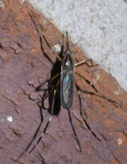Psorophora ciliata