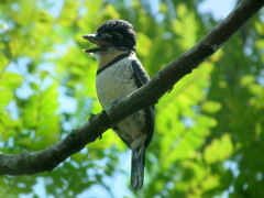 Notharchus tectus subtectus