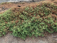 Alternanthera paronychioides