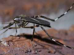 Psorophora ciliata